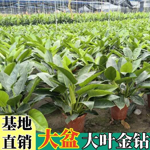 广州【大叶金钻】观叶植物大盆四季常青金钻大叶吸甲醛防辐射净化空气