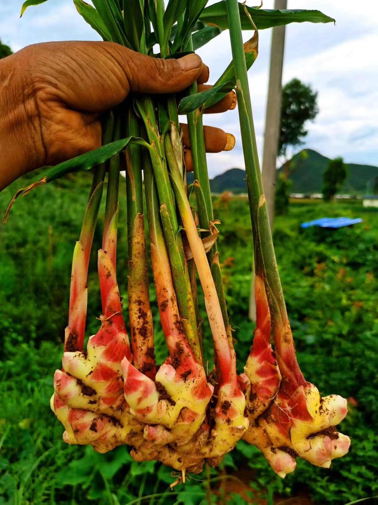 小黄姜白姜基地真供 电商货 精品 货欢迎订购