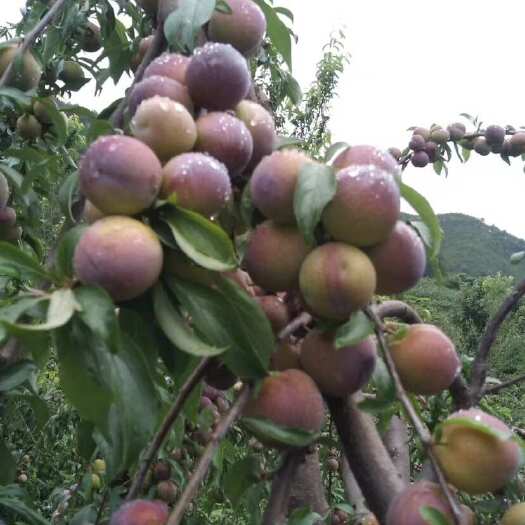 玉龙县半边红