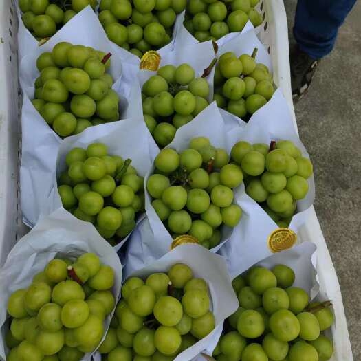 长兴县4万亩产地阳光玫瑰葡萄