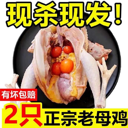 濮阳农家散养散养土鸡3年老母鸡煲汤鸡草鸡月子鸡整只鸡母鸡