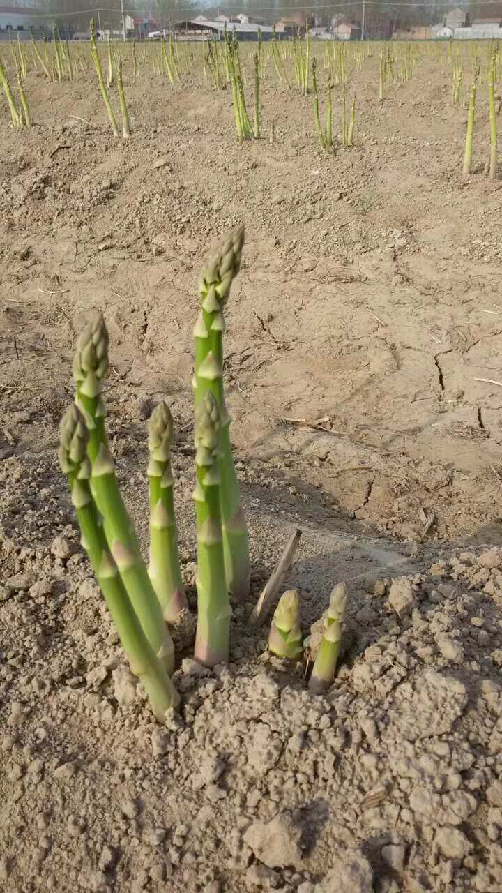 芦笋种子翡翠明珠F1