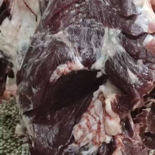 蛟河市自养自销，无中间商，大量批发新鲜牛肉，当天现宰现卖。