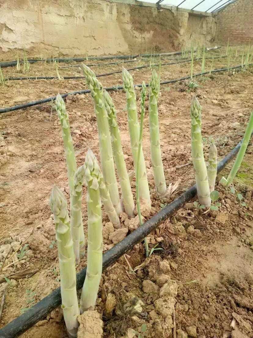 芦笋种子京绿芦1号F1