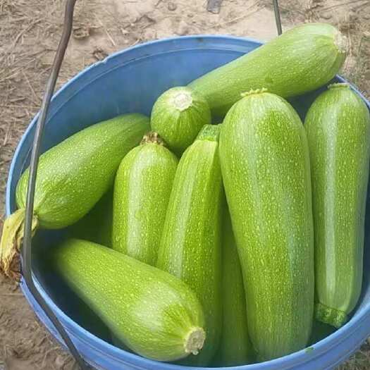 精品高原绿皮西葫芦