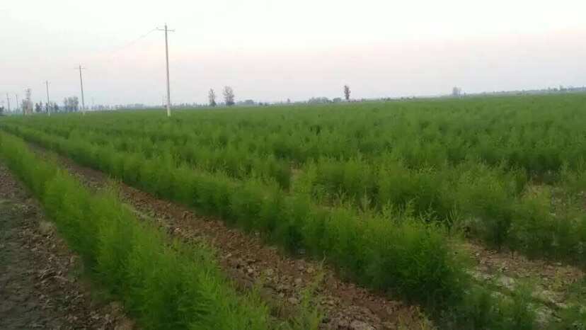 芦笋种子京绿芦1号F1