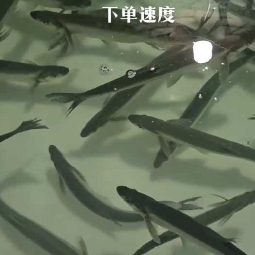 庐山市庐山西海翘嘴，可全程配送。