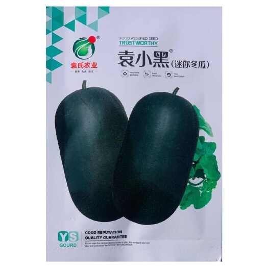 南京袁小黑迷你冬瓜种子早熟易坐果耐贮运抗逆性强大田用冬瓜种孑