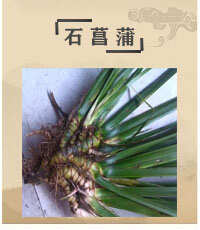 双牌县湖南中草药石菖蒲批量售卖