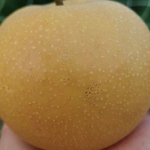 睢宁县皇冠梨，翠冠梨，丰水梨