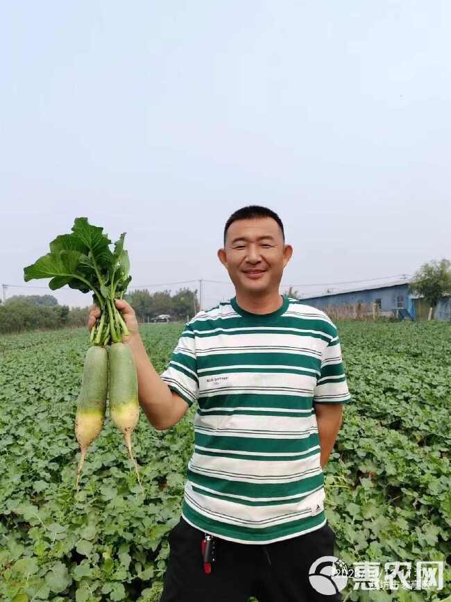 甜脆青青皮青肉水果萝卜大田基地种植耐低温生食口感佳微辣