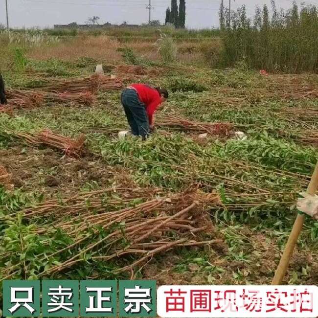 【假一赔十】蜂糖李树苗正品贵州六马原产地一代嫁接苗苗圃直销