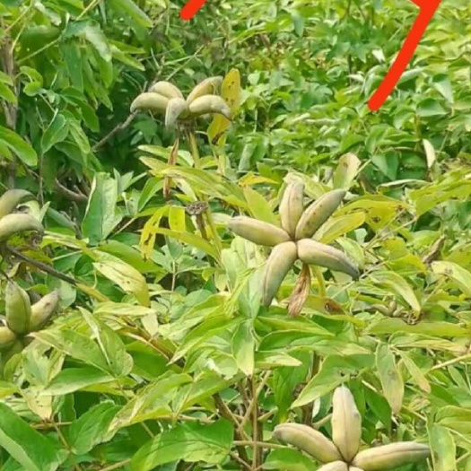 巨野县牡丹籽