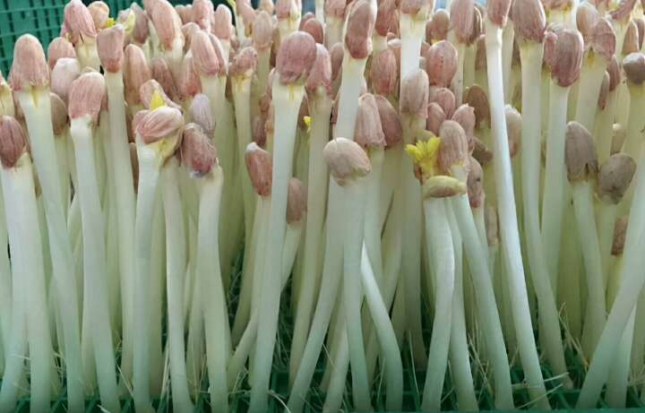 深圳花生芽