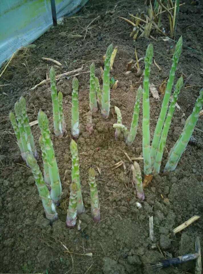 芦笋种子京绿芦1号F1