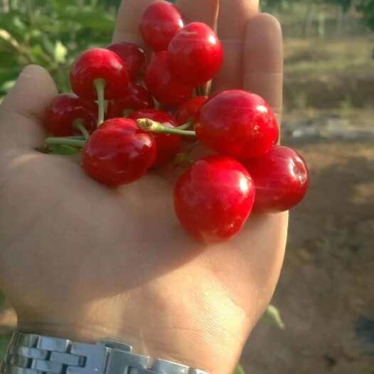 合阳县陕西大樱桃