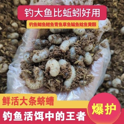菏泽蛴螬