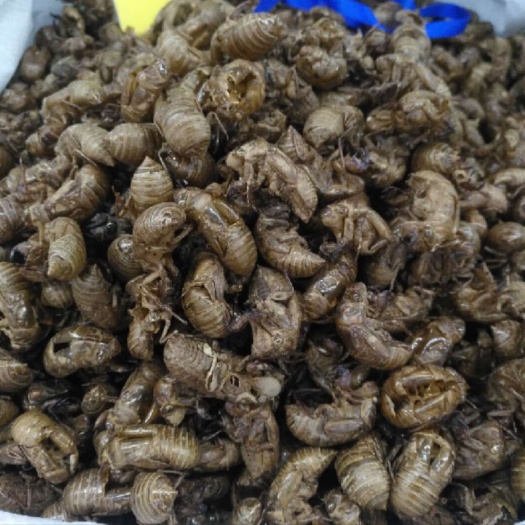 枣阳市蝉蜕