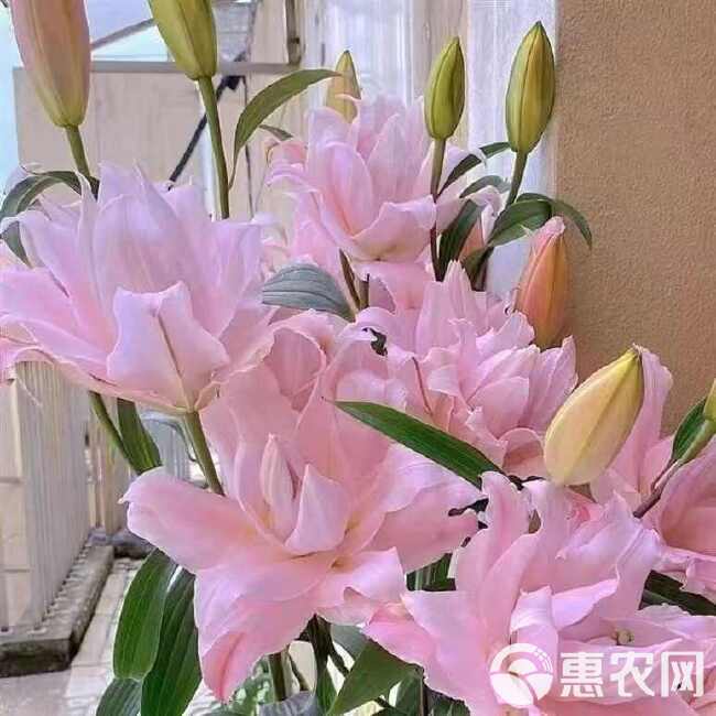 香水百合种球单瓣夏季可种带芽四季开花室内外阳台耐寒浓香型