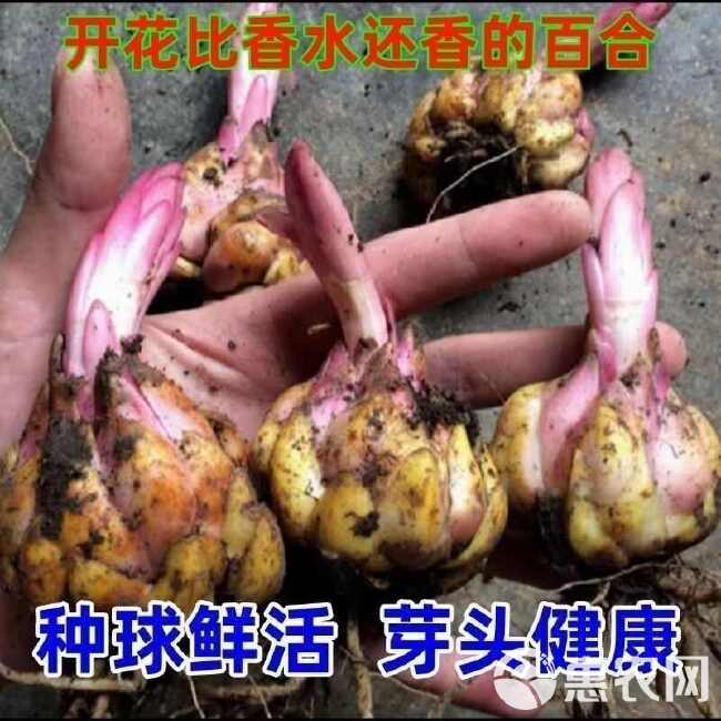 香水百合种球单瓣夏季可种带芽四季开花室内外阳台耐寒浓香型