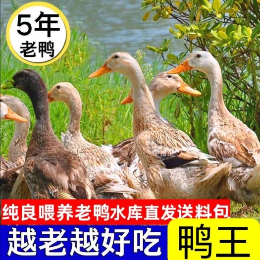 潍坊【5年老鸭】散养老鸭子土鸭水鸭麻鸭新鲜鸭子整只老鸭生鲜土鸭