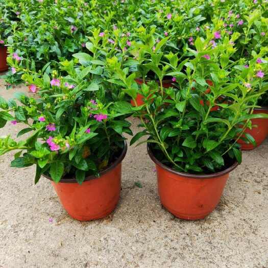 沭阳县满天星盆栽花卉室内绿植盆景四季开花桌面开花植物带花苞阳台植物