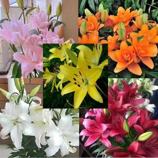 沭阳县香水百合种球单瓣夏季可种带芽四季开花室内外阳台耐寒浓香型