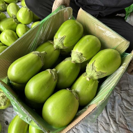 沈阳辽宁冷棚绿园茄大量上市中