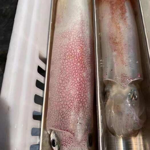 广州手钓鱿鱼