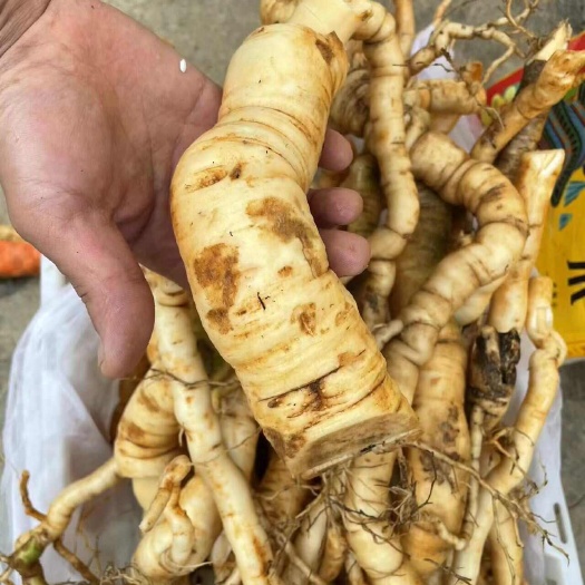 金平县黄花倒水莲鲜货