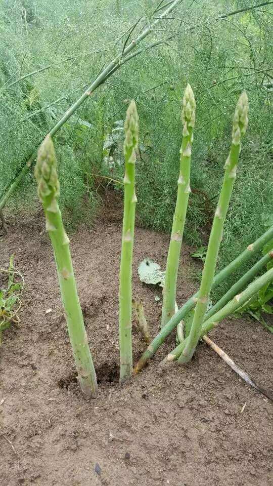 芦笋种子京绿芦1号F1