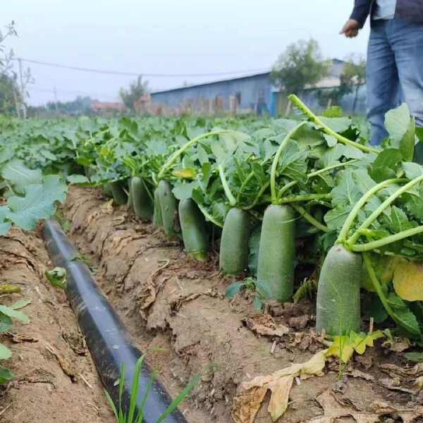 甜脆青青皮青肉水果萝卜大田基地种植耐低温生食口感佳微辣