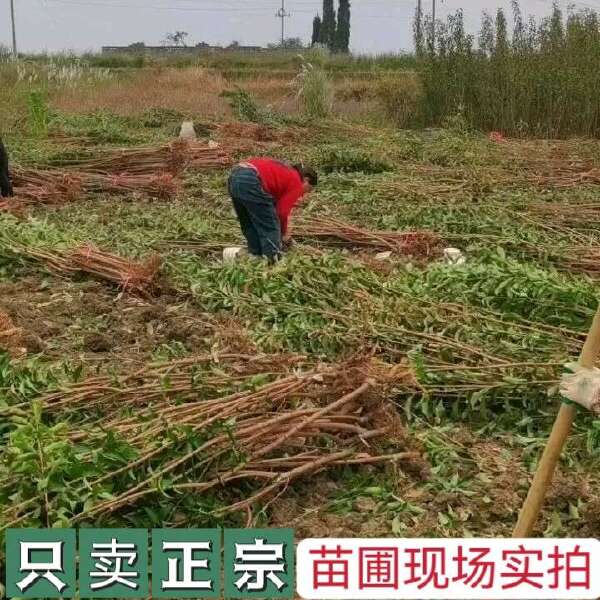 【假一赔十】蜂糖李树苗正品贵州六马原产地一代嫁接苗苗圃直销