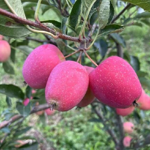 东丰县鸡心果
