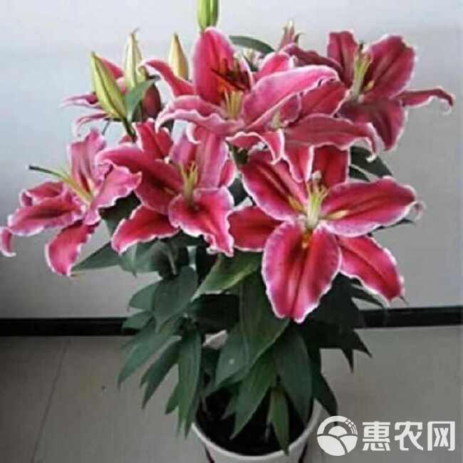 香水百合种球单瓣夏季可种带芽四季开花室内外阳台耐寒浓香型