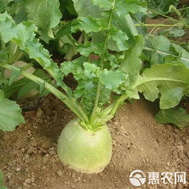 甜脆青青皮青肉水果萝卜大田基地种植耐低温生食口感佳微辣