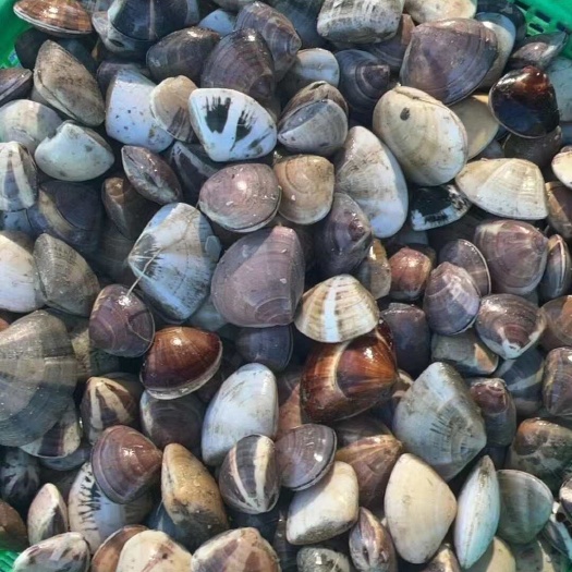 汕头白贝