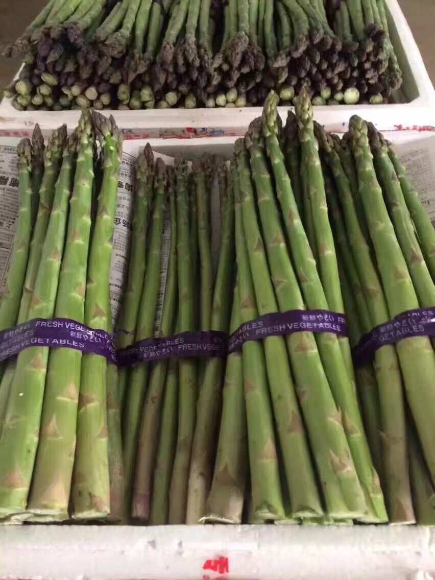 芦笋种子翡翠明珠F1