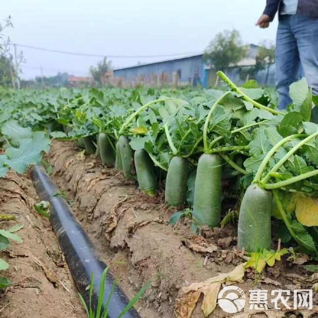 甜脆青青皮青肉水果萝卜大田基地种植耐低温生食口感佳微辣