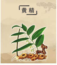 双牌县湖南中草药黄精批量售卖