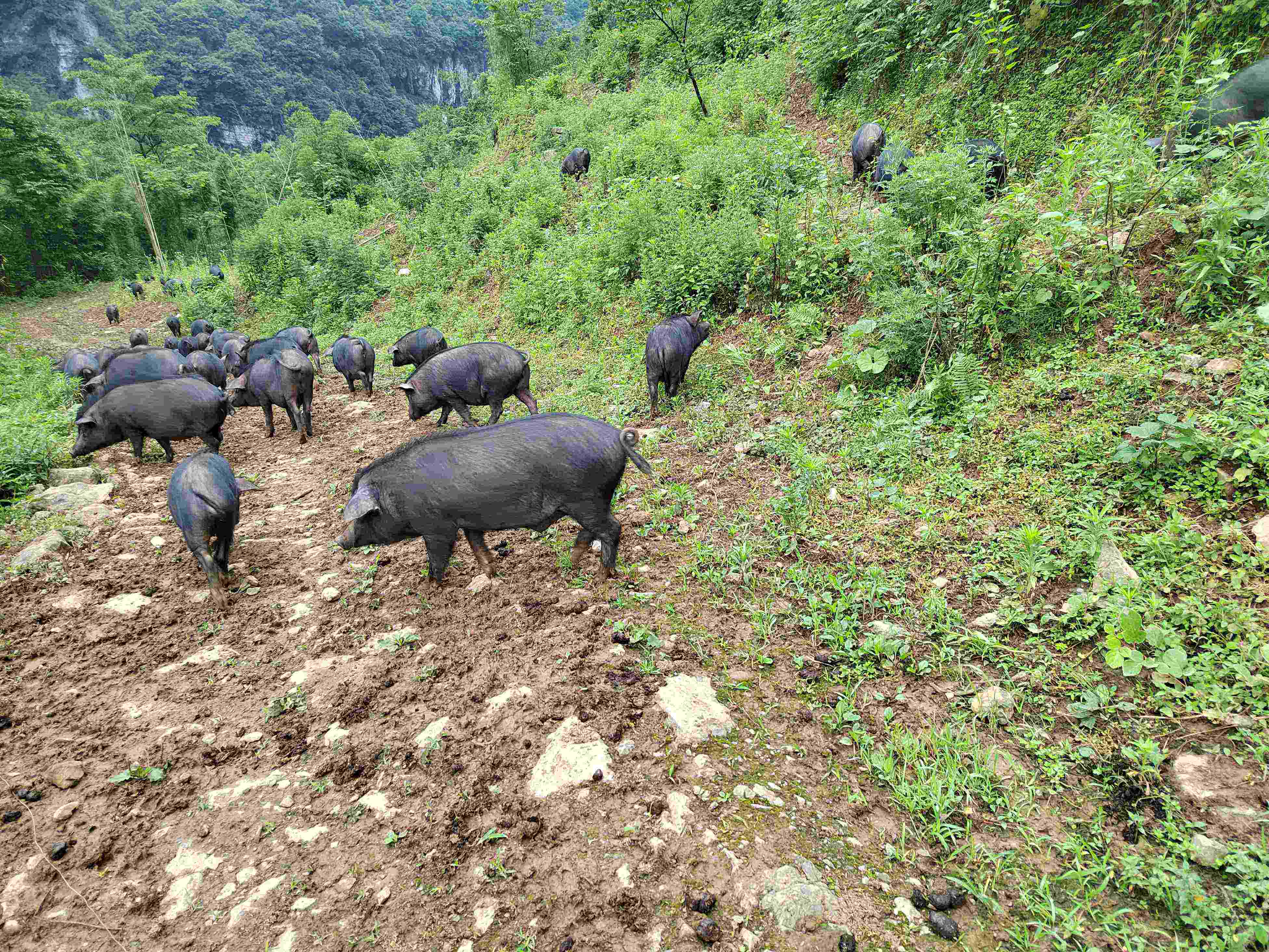 宜宾高山小耳跑山猪养殖基地直发