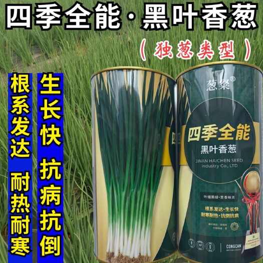 沭阳县四季全能黑叶香葱种子耐热耐寒抗病小香葱种子口感浓郁香大葱种子