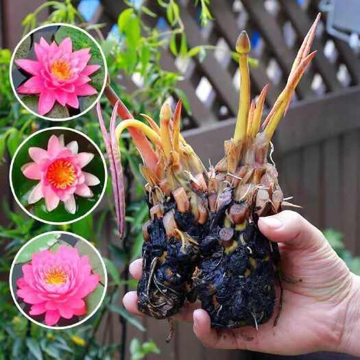 沭阳县睡莲根块水养植物水培绿植盆栽花卉