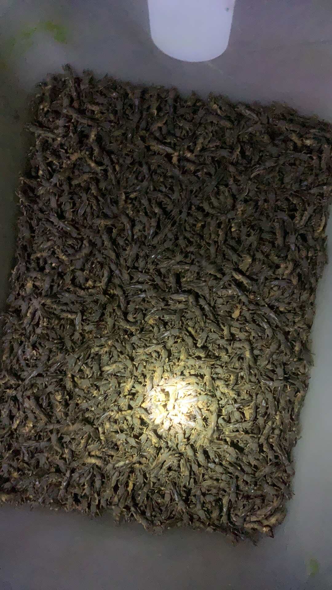 蝼蛄