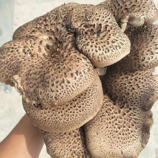 松潘县黑虎掌菌