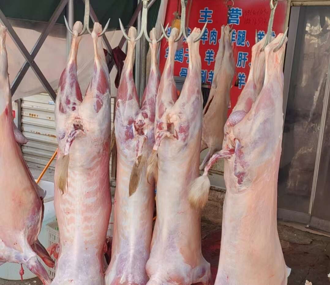 白条羊 新鲜山羊绵羊酮体烤全羊，羊肉