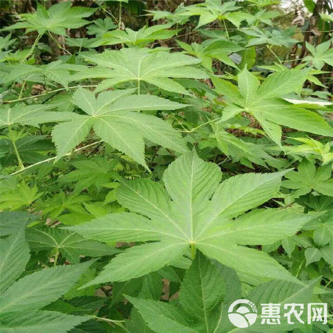 湖南怀化刺茶苗刺儿茶苗甜茶苗基地直销