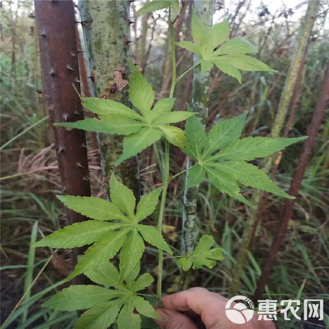 湖南怀化刺茶苗刺儿茶苗甜茶苗基地直销