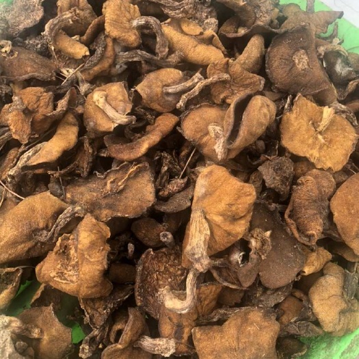 东北松蘑，产地直发。
东北野生松蘑干货松菇特产批发新鲜蘑菇菌