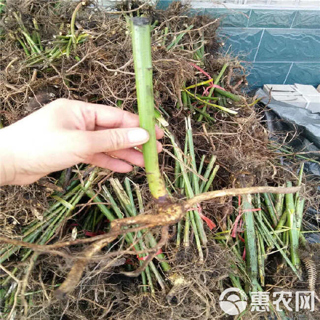 湖南怀化刺茶苗刺儿茶苗甜茶苗基地直销